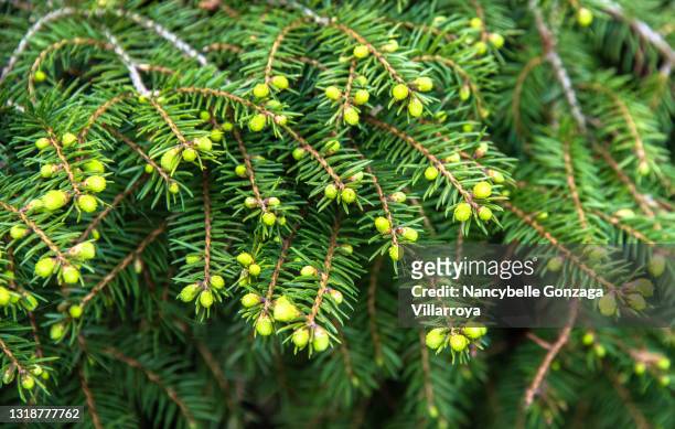 new growth on an evergreen yew bush - yew needles stock pictures, royalty-free photos & images