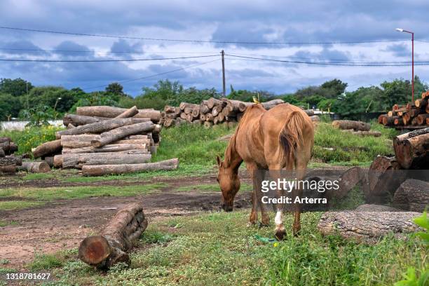 Horse grazing among wood piles of cut timber near the town Pampa del Infierno along National Route 16 in the Chaco province, Argentina.