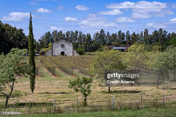 Vineyard and winery of Bertolini y Broglio Bodega Boutique near Salto, northwestern Uruguay.