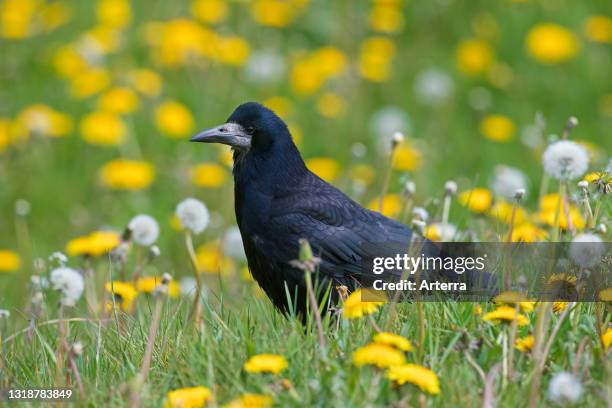 Rook foraging in meadow with wildflowers in spring.