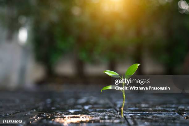 little tree  new development and renewal as a business concept - budding tree stock pictures, royalty-free photos & images