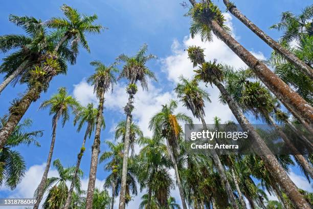Royal palm trees in the Garden of Palms / Palmgardens / Palmentuin, palm tree landscape garden in Paramaribo, Suriname.