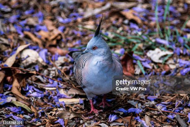 The Crested Pigeon, Ocyphaps lophotes, is a very common bird throughout most of Australia..