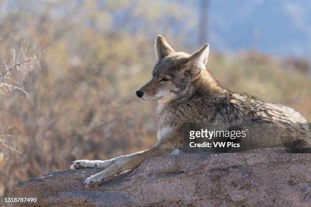 2,546 Sonoran Desert Animals Photos and Premium High Res Pictures - Getty  Images