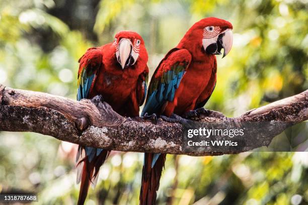 Two Red-and-Green Macaws, Ara chloropterus, also known as the Green-winged Macaw, in the Jurong BIrd Park in Singapore..