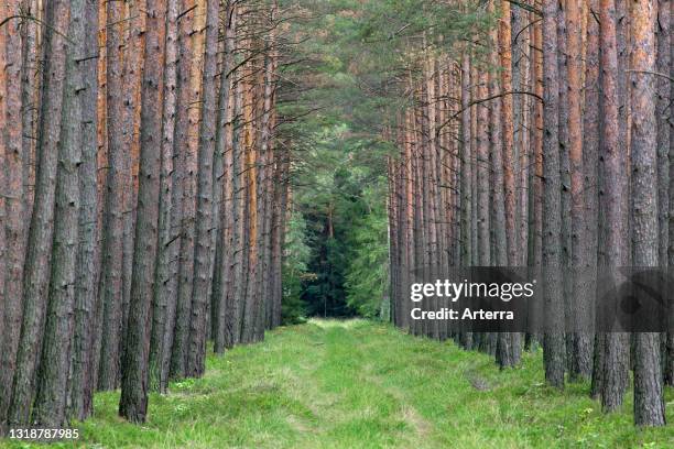 Firebreak / fire lane, barrier to slow or stop the progress of a bushfire or wildfire in coniferous forest with Scots pine trees .