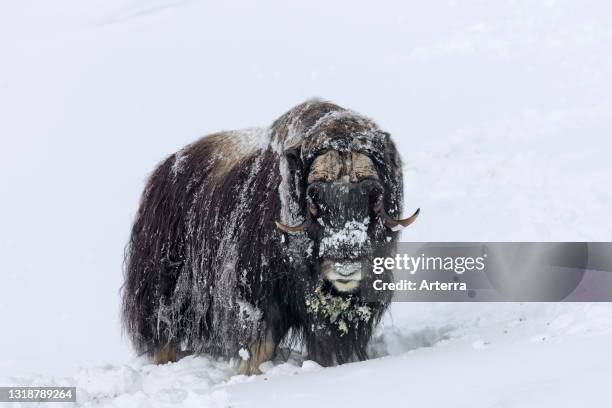 Muskox bull portrait of male foraging on snow covered tundra in winter, Dovrefjell–Sunndalsfjella National Park, Norway.
