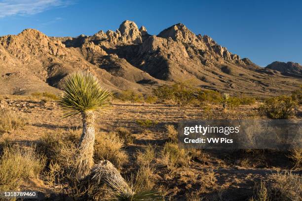 Soaptree Yucca, Yucca elata, in the Organ Mountains - Desert Peaks National Monument, near Las Cruces, New Mexico..