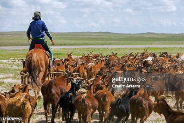 Mongolian goatherd / Mongol herder / goatherder on horseback herding goats in the Gobi desert, Southern Mongolia.
