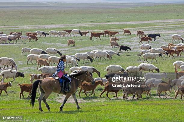 Mongolian girl / Mongol herder / goatherd / goatherder on horseback herding goats in the Gobi desert, Southern Mongolia.