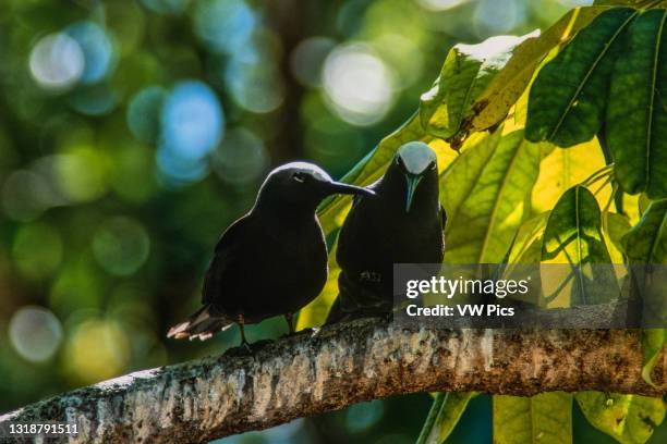 White-capped Noddy or Black Noddy Terns, Anous minutus, nests by the thousands on Heron Island, Great Barrier Reef, Australia..