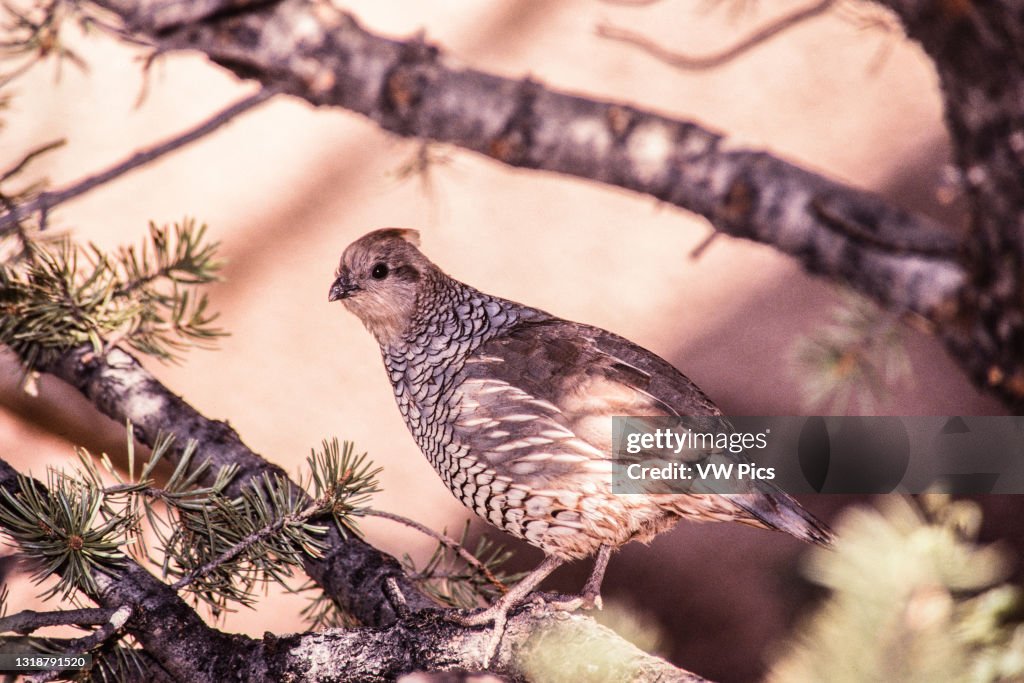 A Scaled Quail in a pinyon pine tree in New Mexico.