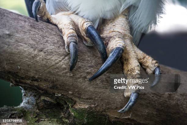 Close-up of the talons of the Harpy Eagle, Harpia harpyja, the largest, most powerful raptor in the Americas..