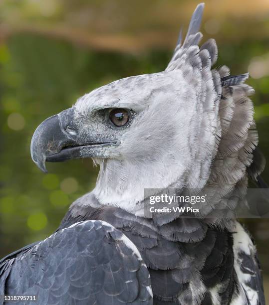 The Harpy Eagle, Harpia harpyja, is the largest, most powerful raptor in the Americas..