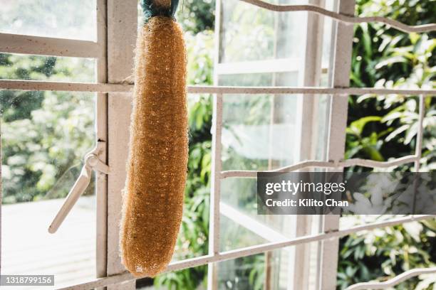 a vegetable loofah hanging on the window-concept of living a sustainable life using natural loofah instead of plastic product - loofah stock-fotos und bilder