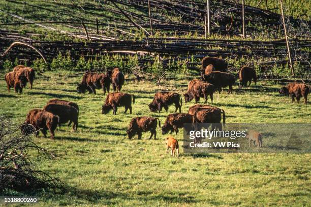 Herd of bison with young calves graze a meadow in Yellowstone National Park in Wyoming, USA..