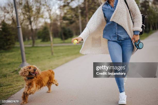 陽光明媚的春天， 美麗的年輕女子在公園裡玩狗 - cocker spaniel 個照片及圖片檔