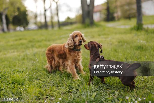 cani allegri che corrono e giocano sull'erba verde nel parco cittadino - diverbio foto e immagini stock