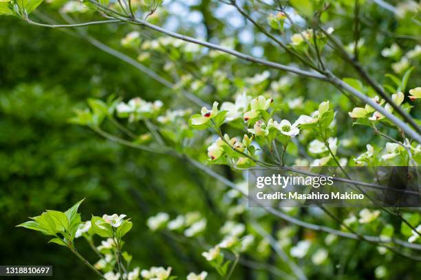 flowering dogwood (cornus florida) - dogwood blossom fotografías e imágenes de stock