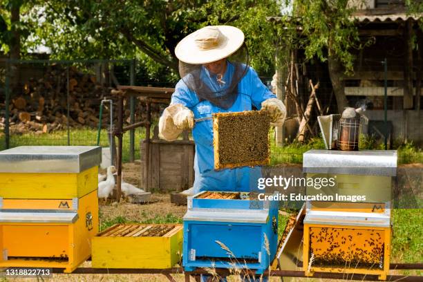 Beekeeping.