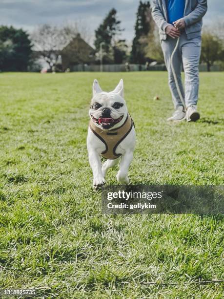 lopende hond bij het park - off leash dog park stockfoto's en -beelden