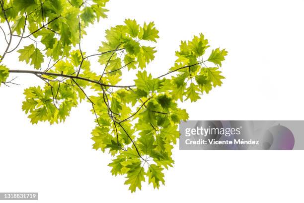 oak leaves and branches in spring - live oak tree stock pictures, royalty-free photos & images