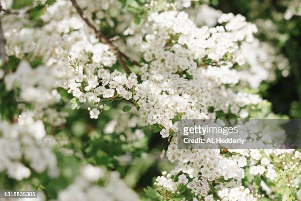 hawthorn blossom in a cornish hedge - hawthorn fotografías e imágenes de stock