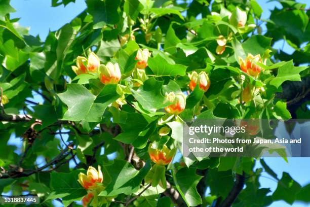 tulip tree flowers / poplar tree / liriodendron tulipifera - tulip tree stock pictures, royalty-free photos & images
