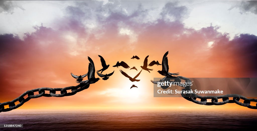 Flying birds and broken chains - Freedom birds with nature on sunset background, concept of hope.