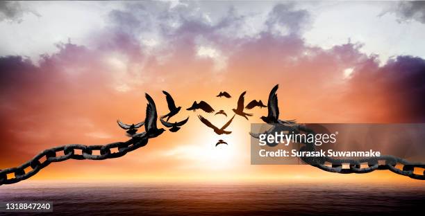 flying birds and broken chains - freedom birds with nature on sunset background, concept of hope. - liberation ストックフォトと画像
