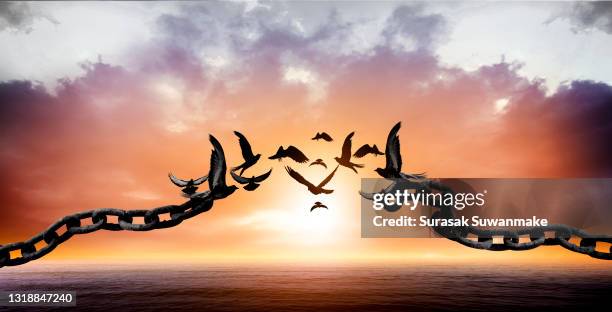 flying birds and broken chains - freedom birds with nature on sunset background, concept of hope. - birdcage imagens e fotografias de stock