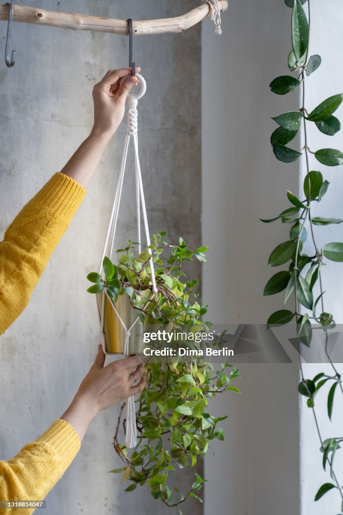 Midsection Of Woman Holding Potted Plant