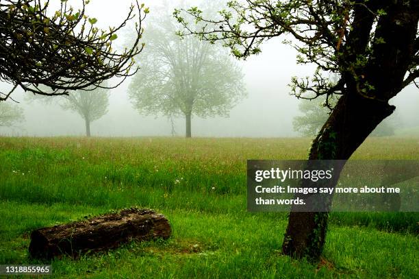 dense fog covers a forest in dordogne - france - dordogne stock pictures, royalty-free photos & images