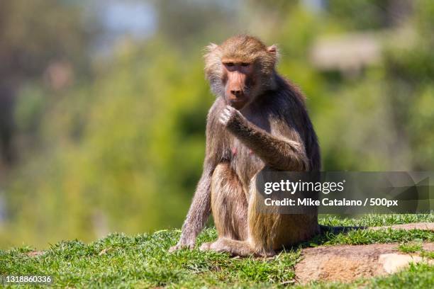 portrait of baboon sitting on rock - chacma baboon 個照片及圖片檔