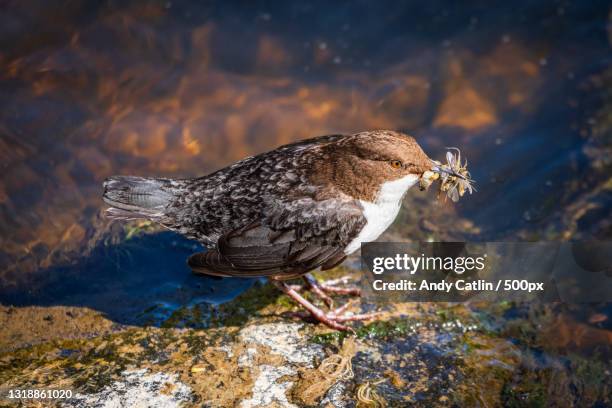 close-up of bird perching on rock,united kingdom,uk - cinclus cinclus stock pictures, royalty-free photos & images