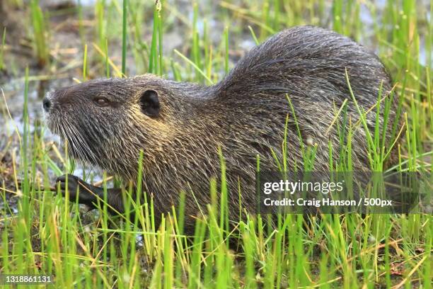 close-up of nutria on grassy field,corvallis,oregon,united states,usa - nutria stock pictures, royalty-free photos & images