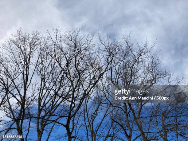 low angle view of bare tree against sky,manahawkin,united states,usa - manahawkin stock pictures, royalty-free photos & images
