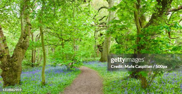 Forest Path England Path Country Photos and Premium High Res Pictures - Getty Images