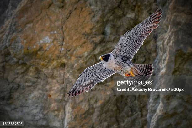 close-up of hawk of prey flying over rock,san francisco,california,united states,usa - peregrine falcon stock-fotos und bilder