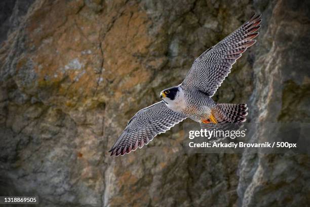 close-up of hawk of prey flying over rock,san francisco,california,united states,usa - peregrine falcon stockfoto's en -beelden