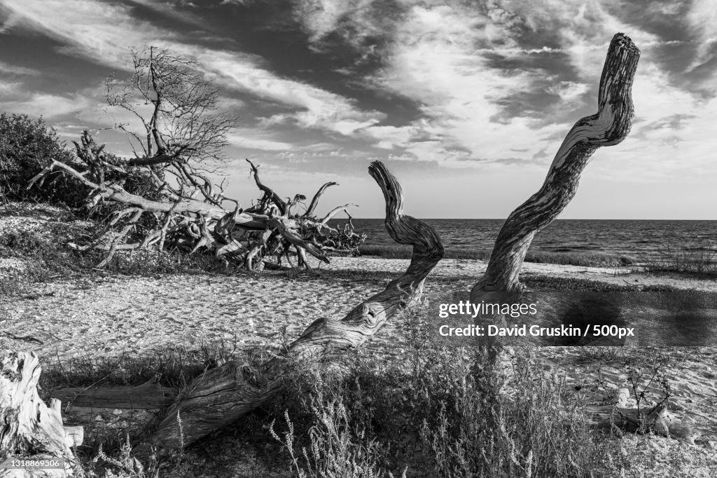 Trees on field against sky,Dixie County,Florida,United States,USA