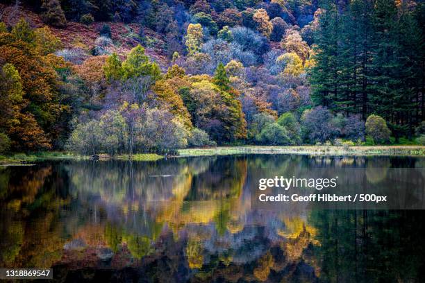 scenic view of lake in forest during autumn,coniston,united kingdom,uk - coniston stock pictures, royalty-free photos & images