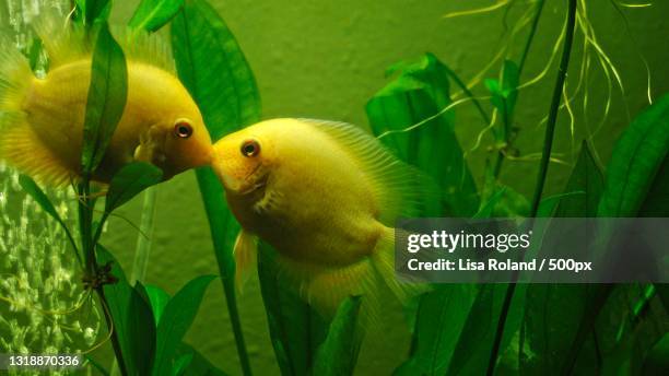 close-up of birds perching on plant - cichlid aquarium stock pictures, royalty-free photos & images