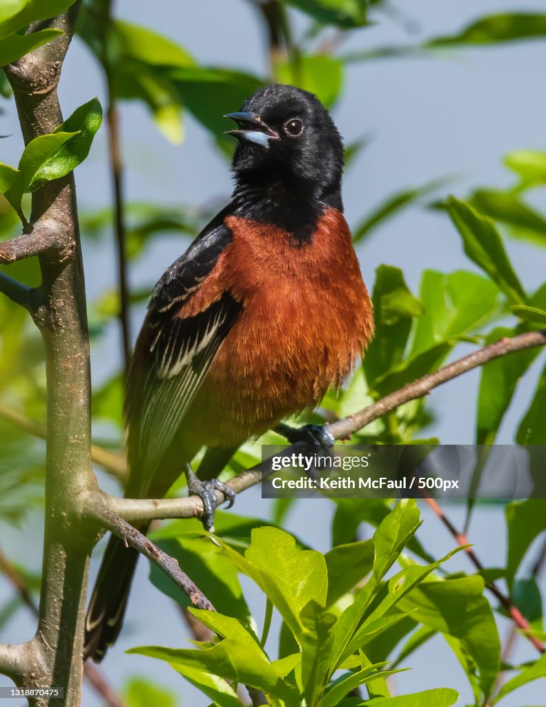 Close-up of songpasserine bird perching on branch,Millwood Lake,Arkansas,United States,USA