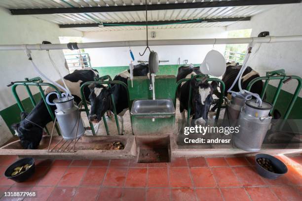 cows eating in a milking station at a dairy farm while being milked - milking machine stock pictures, royalty-free photos & images