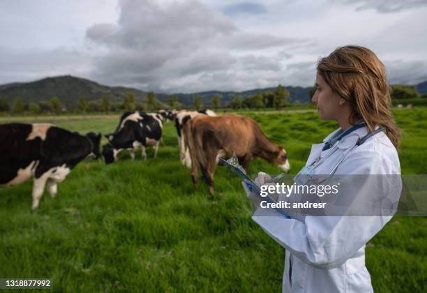 tierarzt kontrolliert das vieh in einem milchviehbetrieb - colombia land stock-fotos und bilder