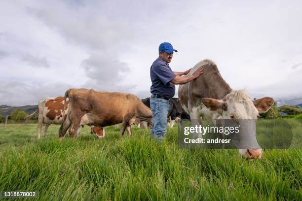 granjero cuidando de sus vacas mientras miran - rancho fotografías e imágenes de stock