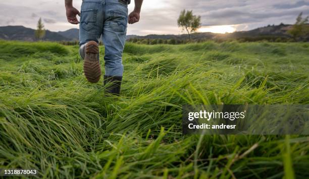 close-up on a farmer working at a farm and walking around the fields checking the grass - trabalhador rural imagens e fotografias de stock