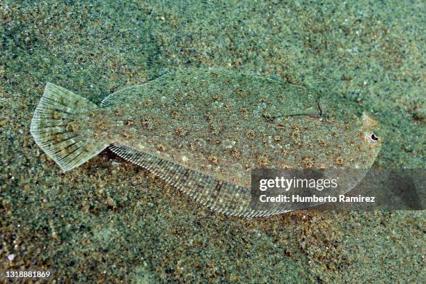 eyed flounder. - flounder stock pictures, royalty-free photos & images