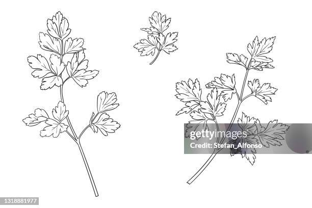 vektorzeichnung einer petersilie - parsley stock-grafiken, -clipart, -cartoons und -symbole